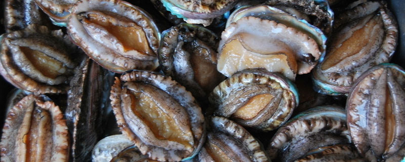 鲍鱼能在淡水里养吗(鲍鱼用淡水能养活吗)