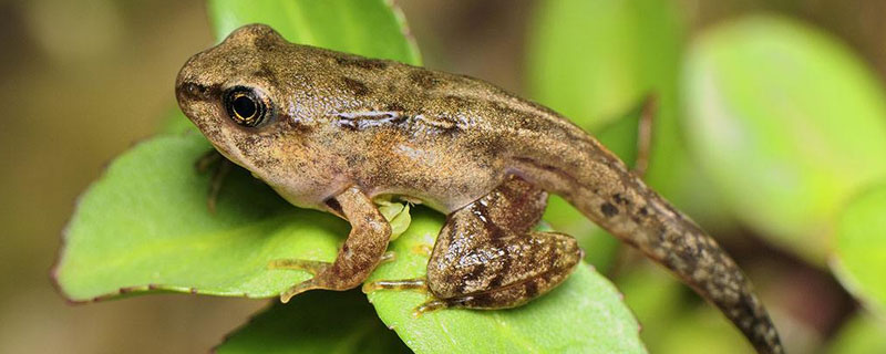 林蛙养殖需要什么手续 林蛙养殖需要办理什么手续