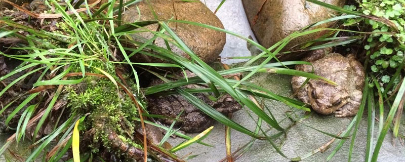 养石蛙要办什么手续（石蛙养殖证如何办理）