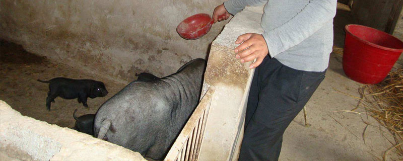 长期养猪对身体有害吗 长期喂猪对人体有害吗