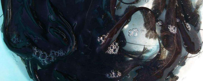 养鲶鱼需要注意什么（养鲶鱼需要什么条件）