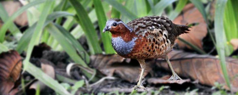 竹鸡吃什么 竹鸡吃什么饲料