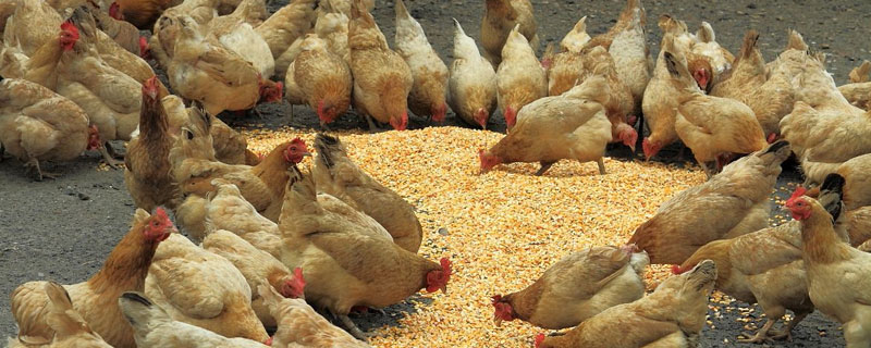 养鸡怎么预防鸡瘟 养鸡得鸡瘟是什么症状