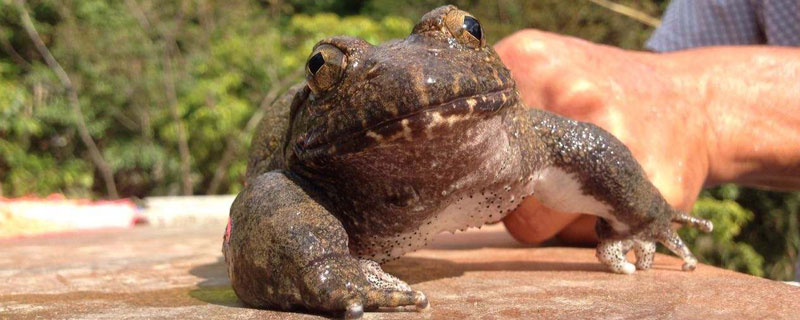 养石蛙国家有没有补贴 吃养殖石蛙犯法吗