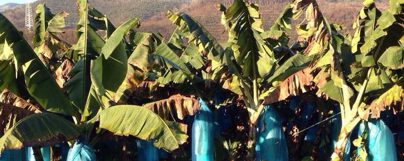 露娜润主治什么病 露娜润主治什么病害