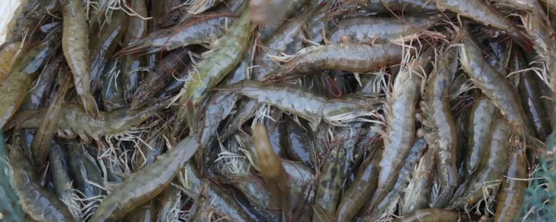 纯淡水养殖南美白对虾 南美白对虾淡水养殖技术