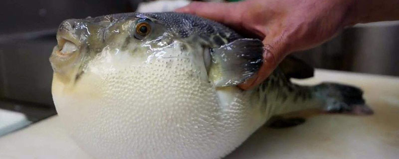 河豚有毒吗 观赏小河豚有毒吗