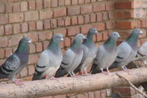 鸽痘简单的方法治疗,是怎么引起的