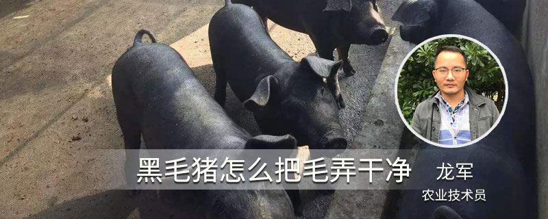 黑毛猪怎么把毛弄干净 黑毛猪皮上的毛怎么去掉