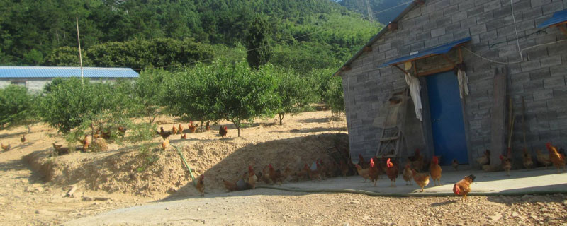 养鸡场能不能建在村庄 农村养鸡场怎么建造