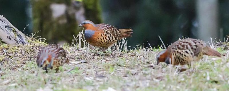 竹鸡怎么分公母（竹鸡怎么分公母图片）