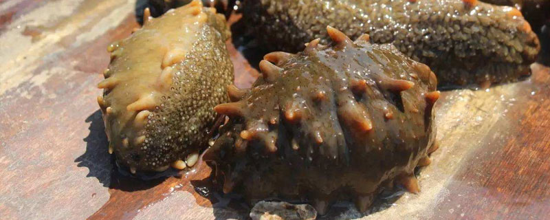 养海参需要注册吗 养海参需要什么手续