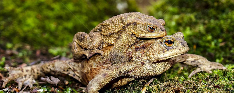 蟾蜍的寿命 蟾蜍的寿命一般多少年