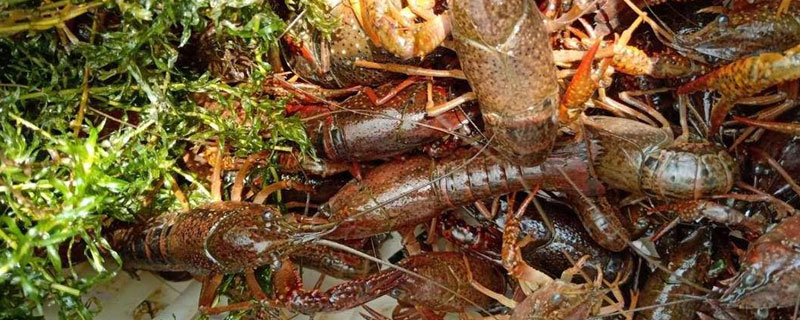 小龙虾养殖场要多少成本 小龙虾养殖投资成本