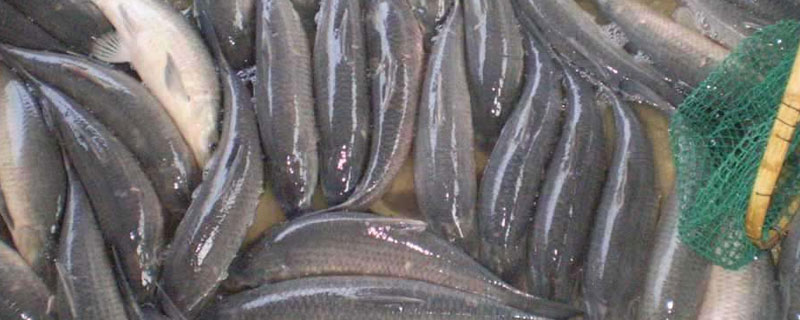 冬天青鱼怎么养（养殖青鱼冬天喂什么）