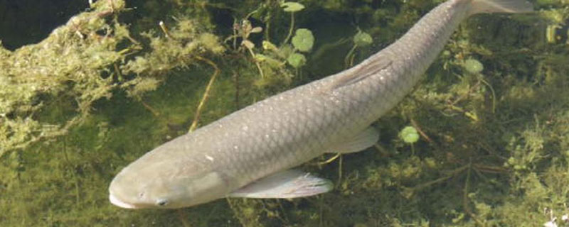 养草鱼种什么草最好 什么样的鱼草好养