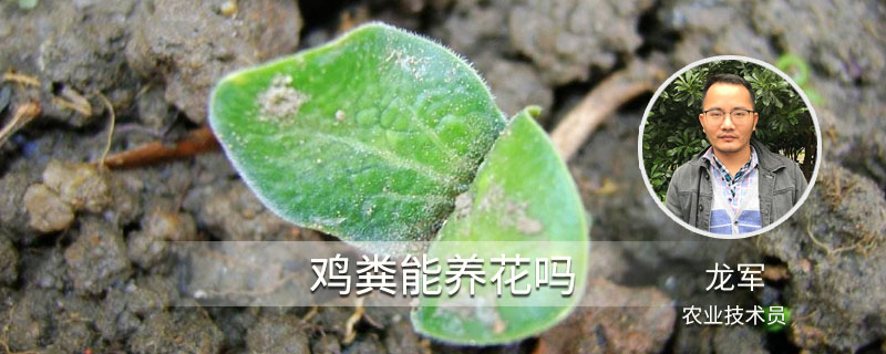 鸡粪能养花吗 盆栽各种花可放鸡粪不