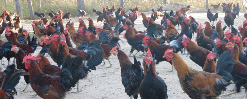 林甸鸡养殖技术 甸中养鸡场