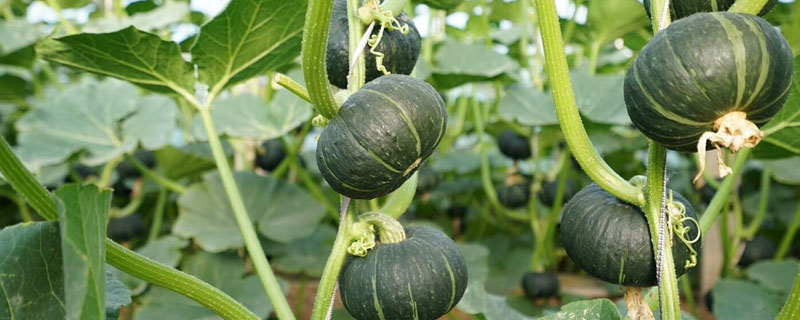 贝贝南瓜能露地种植吗（贝贝瓜南方可以种植吗）