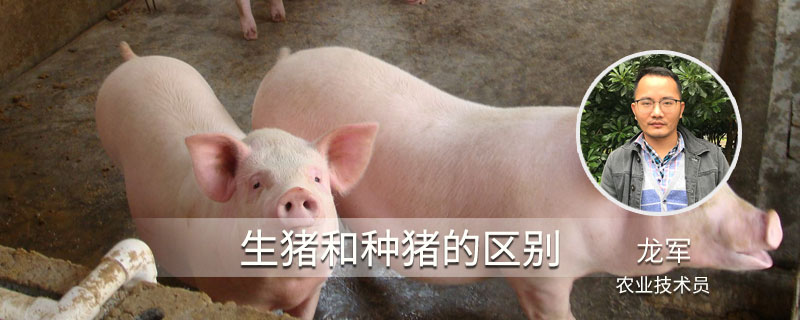 生猪和种猪的区别 种猪和仔猪的区别
