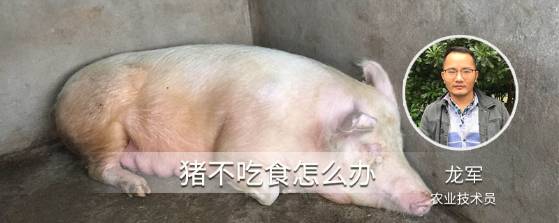 猪不吃食怎么办（猪不吃食是什么原因怎么治疗）