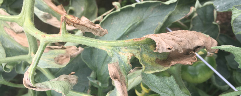 络氨铜防治哪些病害（15%络氨铜防治哪些病害）