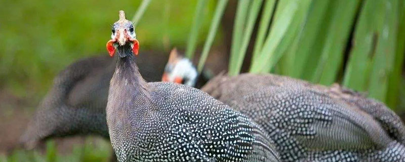 珍珠鸡是保护动物吗(珍珠鸡是否属于野生动物)