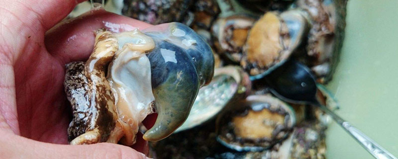 鲍鱼的内脏为啥不能吃（鲍鱼的内脏能不能吃）