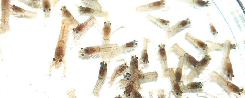 罗氏虾养殖技术（罗氏沼虾养殖技术）