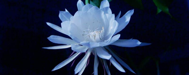昙花图片及养殖方法 昙花盆栽养殖方法
