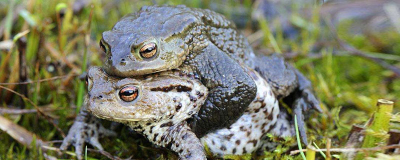 蟾蜍的天敌（蟾蜍的天敌是谁）