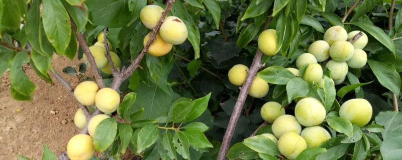 蜂糖李几月份成熟 六马蜂糖李几月份成熟