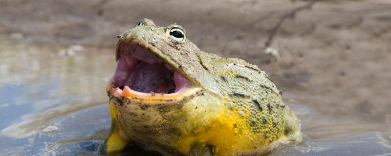 牛蛙的好处 牛蛙的好处有哪些