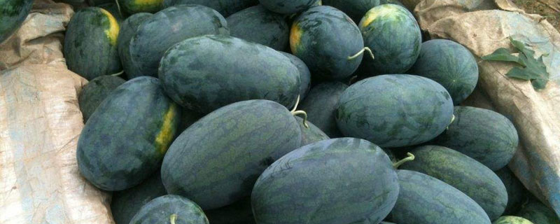 黑美人西瓜是哪里产的 黑美人西瓜的产地主要的哪里