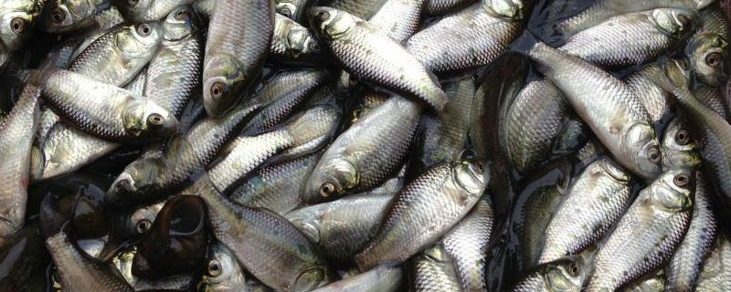 鲫鱼养殖温度（鲫鱼的生长环境和温度）