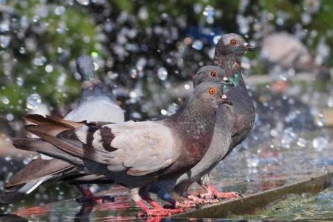 鸽痘简单的方法治疗,是怎么引起的