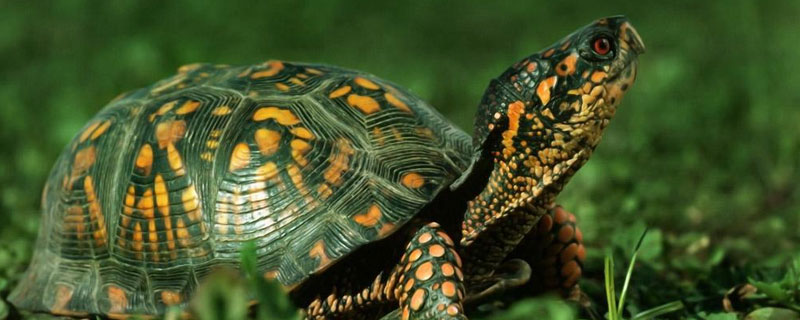 乌龟的种类 乌龟的种类介绍及图片大全