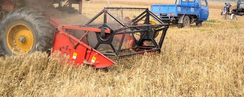 麦收是什么季节（收麦是哪个季节）