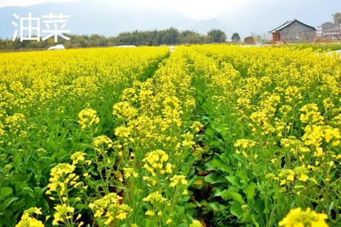 菜心与芥蓝、油菜的区别是什么