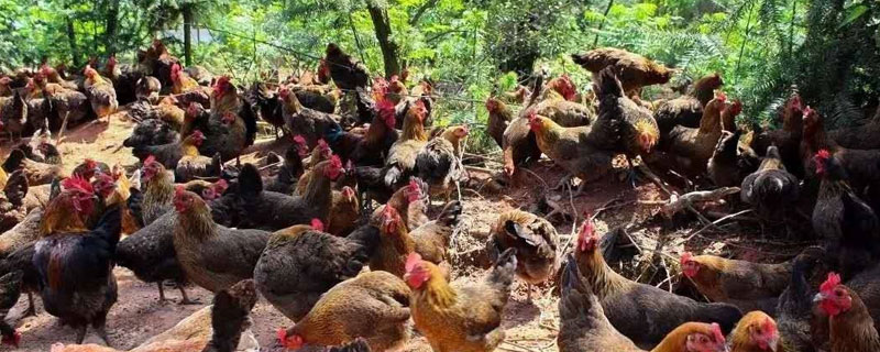 九斤红和麻鸡的区别（九斤黄和麻鸡区别）