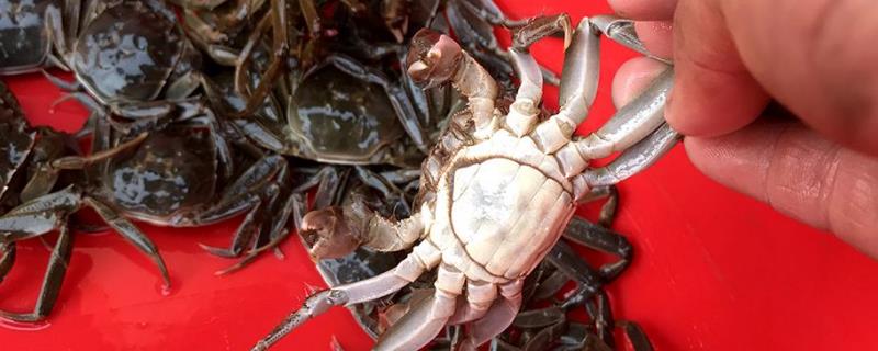 蟹苗放养的时间，放养前要注意哪些 蟹苗放养的时间,放养前要注意哪些问题