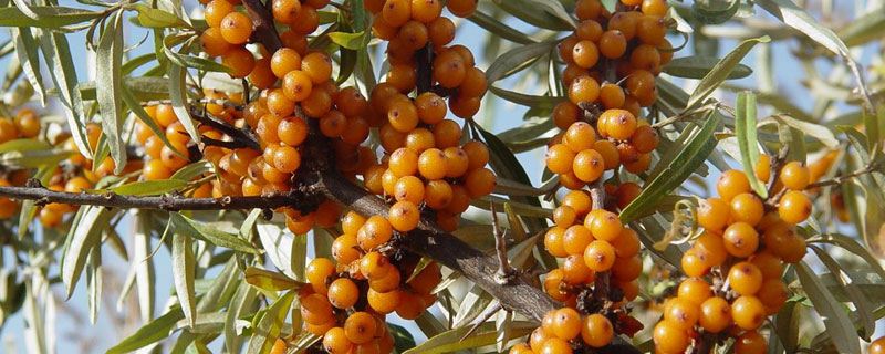 适合内蒙古种植的药材 内蒙古适合哪些中药材