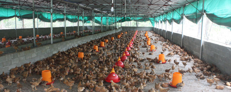 养鸡需要注意哪些问题 养鸡需要注意些什么条件呀