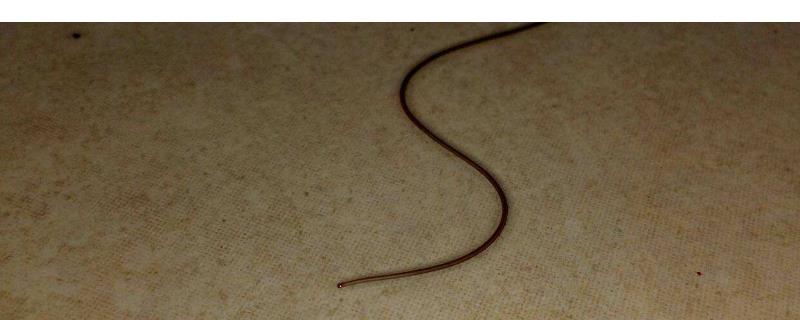 红线虫怎么养殖，一年收入有多少（红线虫怎么养殖,一年收入有多少吨）