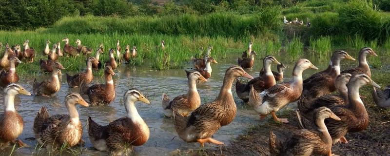 麻鸭能活多久 麻鸭怎么养活