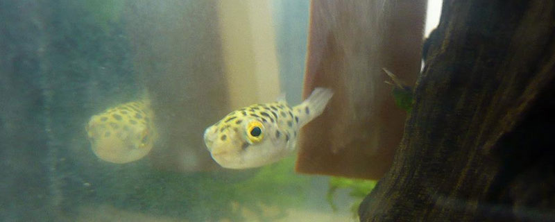 养河豚的水有毒吗 养河豚会中毒吗?