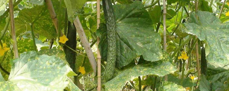 黄瓜炭疽病特效药 黄瓜炭疽病用药