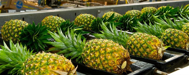 菠萝种类有哪些 菠萝分几种品种