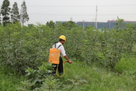 不伤果树的除草剂