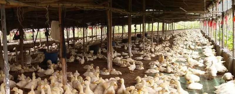 大棚养鸭要放吗（大棚养殖鸭子要注意什么）